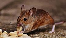 24 Hour & Emergency Exterminators in Middlefield, OH
